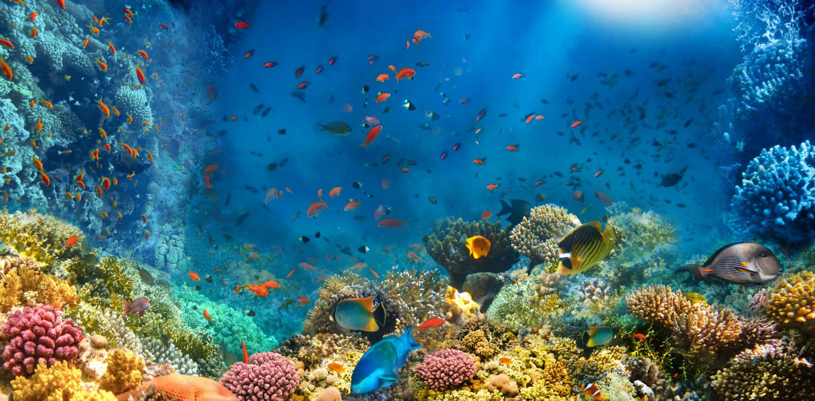 Diving